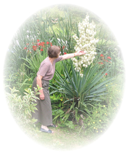 Bed and Breakfast Yucca plant